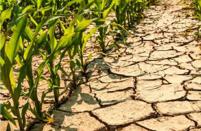 सदी के अंत तक बंजर हो सकती हैं जमीनें