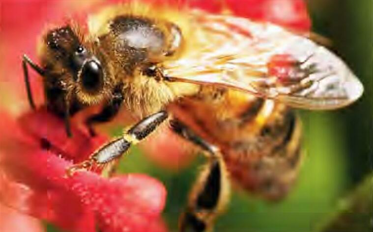 डंक रहित मधुमक्खी प्रजातियों की पहचान की