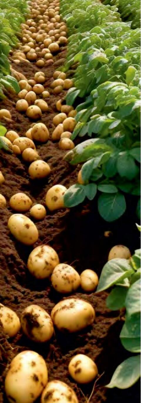 आलू में एकीकृत नाशीजीव प्रबंधन कैसे करें