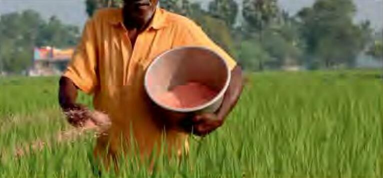 उर्वरकों के सही प्रयोग द्वारा बढ़ाएं जल उपयोग दक्षता