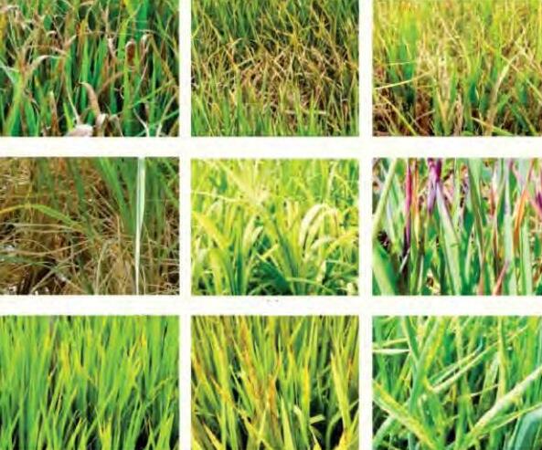 धान में सूक्ष्म पोषक तत्वों की कमी तथा उसके सुधार
