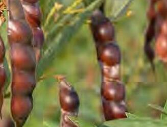 वैज्ञानिकों ने विकसित की भारत की पहली गर्मी-रोधी अरहर की किस्म