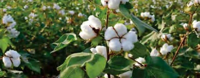 कपास की नई किस्म गुलाबी सुंडी से रहेगी सुरक्षित