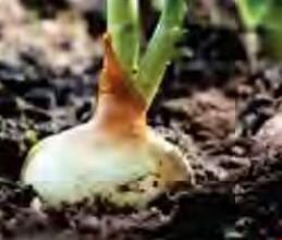 खरीफ में उगाए जाने वाले प्याज की वैज्ञानिक खेती