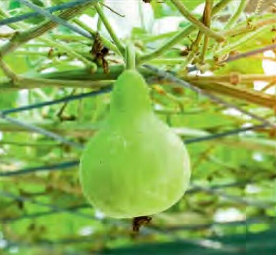लौकी - गर्मी और बरसात के मौसम का एक बहुपोषक परिपूरक
