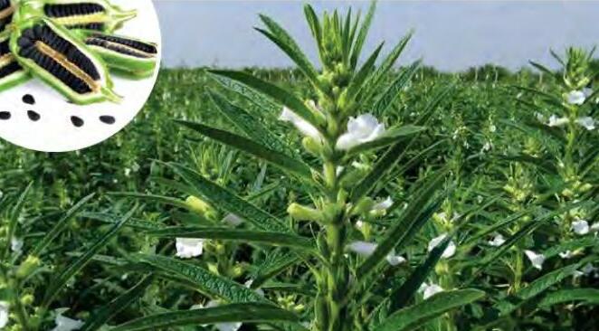 भारत में तिलहन उत्पादन : समस्याएं और संभावनाएं