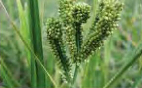 रागी की नई किस्म 'रैपिड-रागी' तकनीक