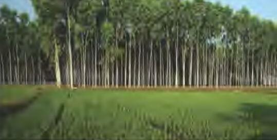 वृक्षारोपण द्वारा भूमि तथा पर्यावरण में सुधार