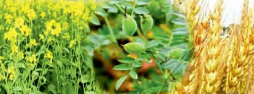 रबी की फसलों में रोग व्याधियों की पहचान एवं प्रबंधन