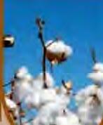 100 अरब डॉलर का निर्यात लक्ष्य विश्व बाजार में कैसे जगह बनाएंगे भारतीय कृषि उत्पाद