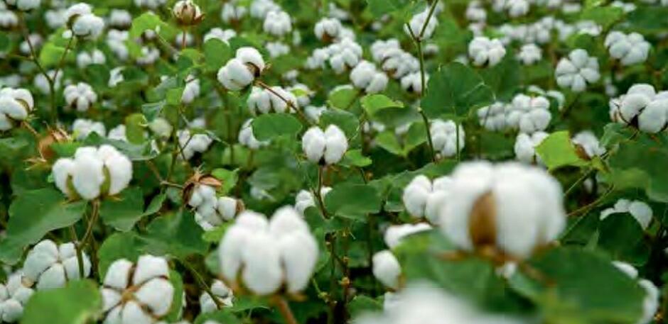 अच्छी उपज करेगी निहाल अगर बरसात में रखोगे कपास का ख्याल