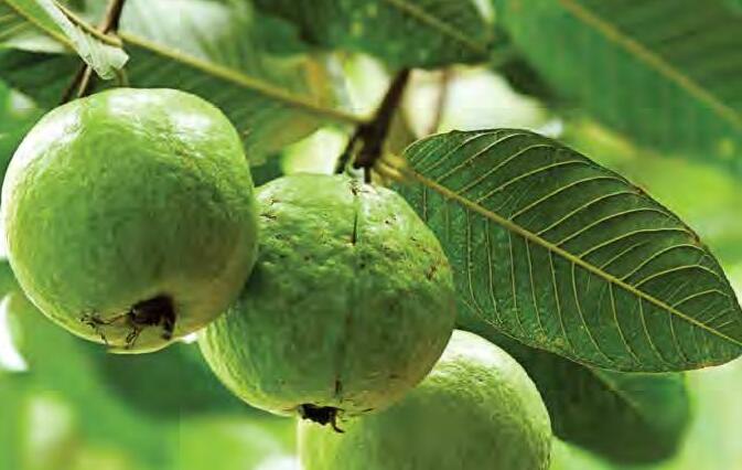 अमरूद के रोग एवं उनकी रोकथाम