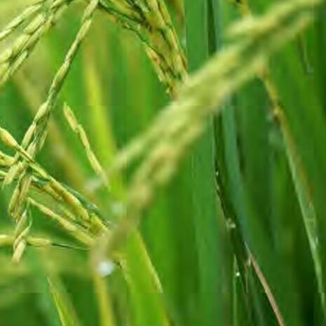 फसलों में सक्ष्म पोषक तत्वों का महत्व