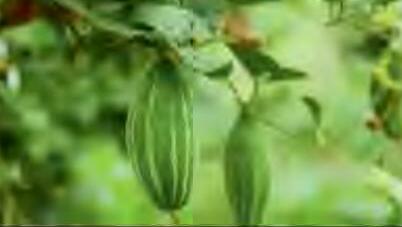 परवल की वैज्ञानिक खेती