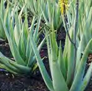 घृतकुमारी का औषधीय योगदान एवं महत्व