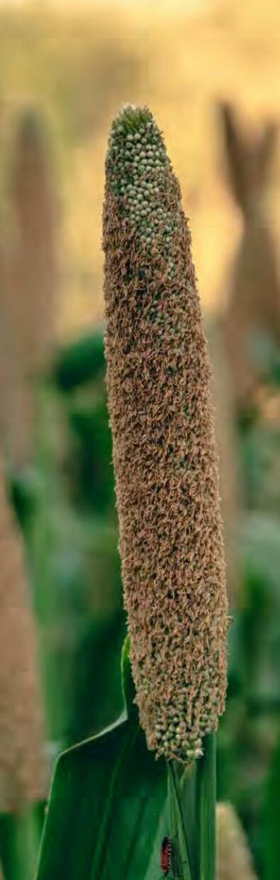 बाजरा में समन्वित पोषक तत्व एवं रोग प्रबंधन