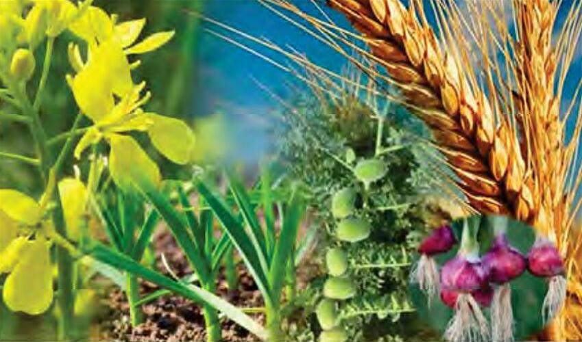 रबी की फसल के समर्थन मूल्य में बढ़ोतरी