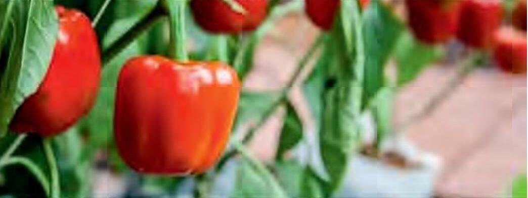 शिमला मिर्च की जैविक खेती