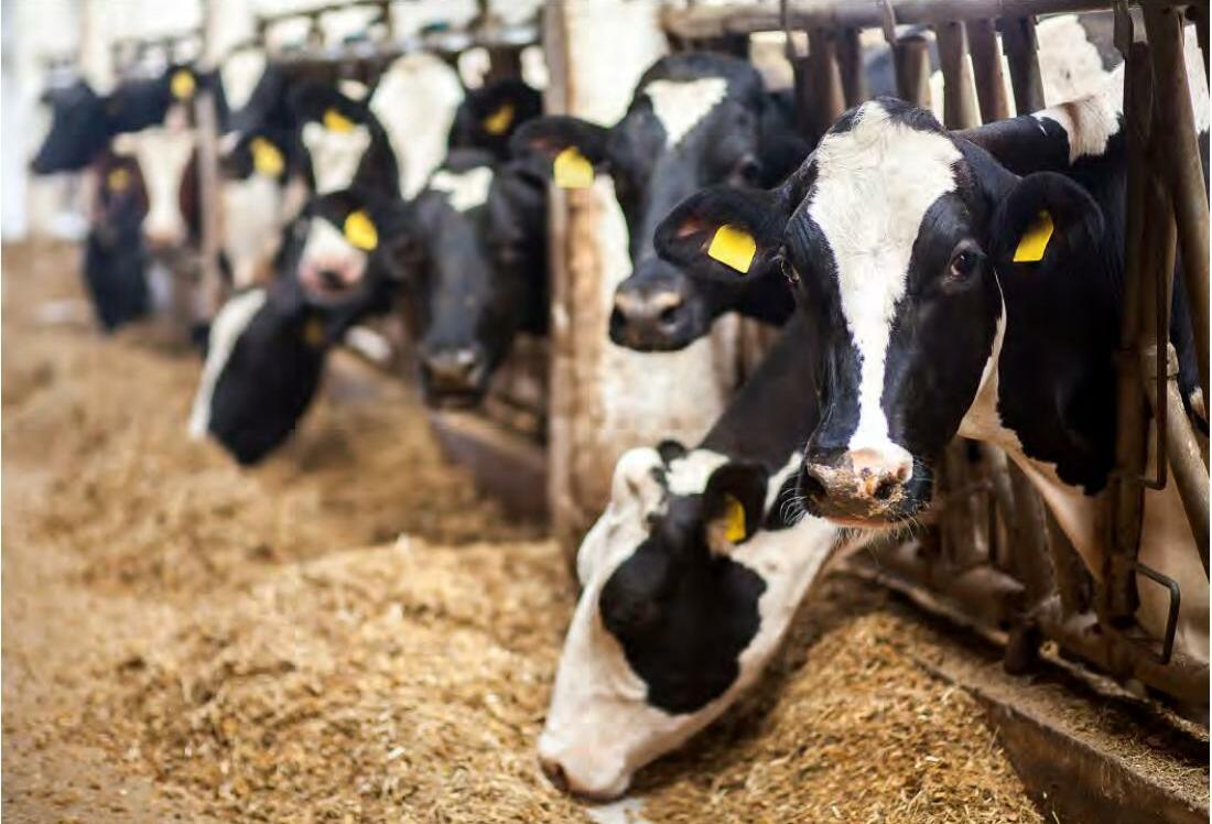 सहायक व्यवसाय बढ़ा सकते हैं कृषकों की आमदनी