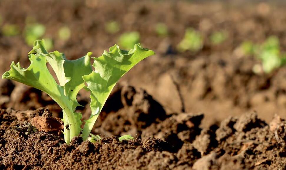 टिकाऊ कृषि विकास के लिए भूमि सुधार आवश्यक ...