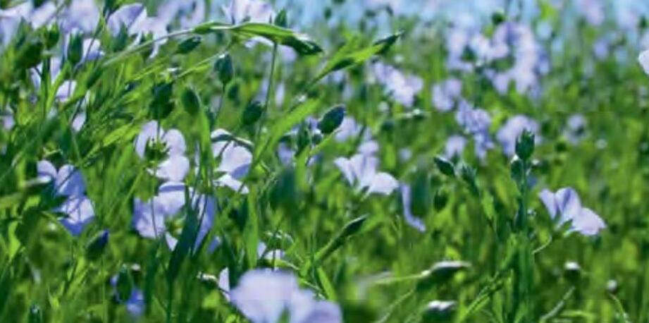 अलसी की खेती से लाभ कमाएं