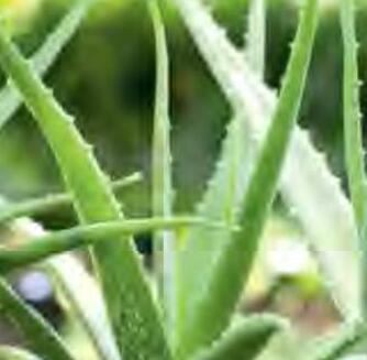 घृतकुमारी का औषधीय योगदान एवं महत्व