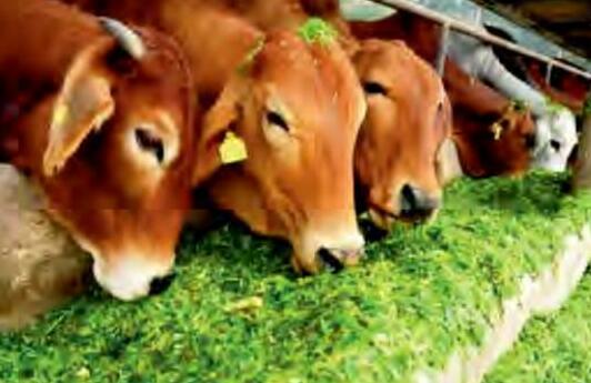 दुधारू पशुओं के लिये संतुलित आहार