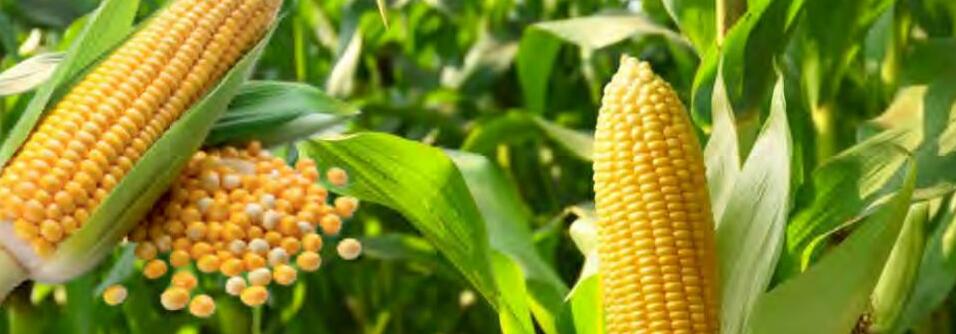 सेहत और समृद्धि के लिए स्वीट कॉर्न की खेती देती फायदा