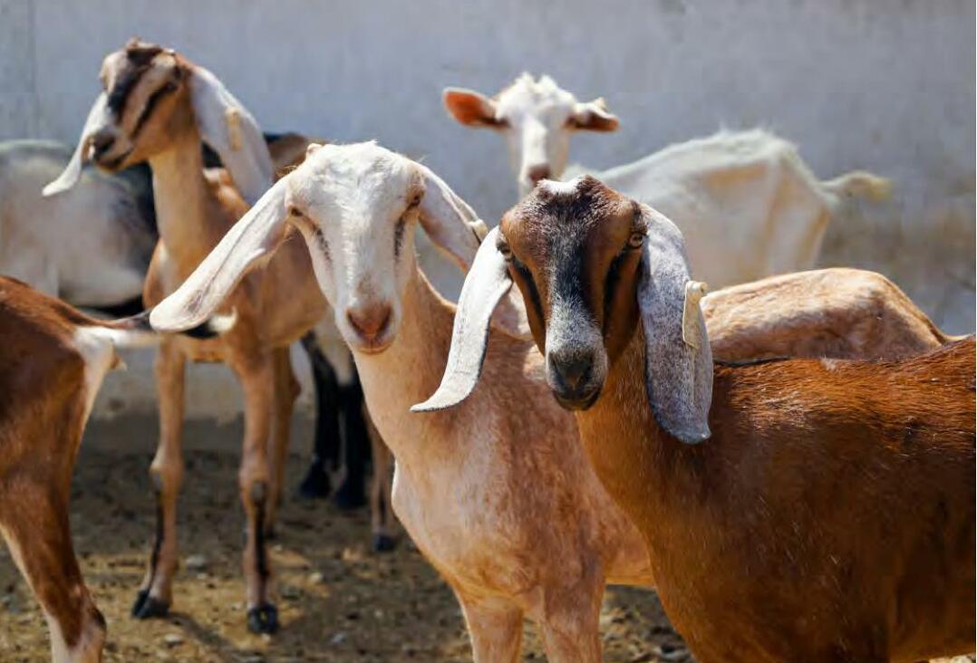 भारत में बकरी पालन का राष्ट्रीय एवं आर्थिक महत्व