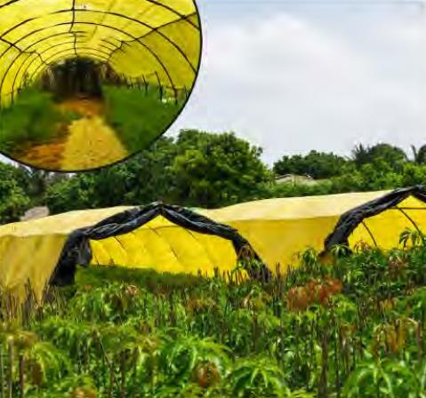 संरक्षित कृषि के तहत फसल उत्पादन कैसे करें?