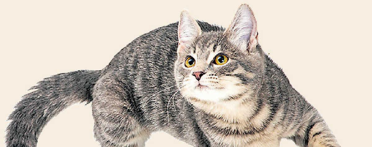 പൂച്ചകളിലെ ഹെയർബോൾ