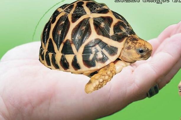 ആമയെ കാണുന്നത് നല്ലതോ?