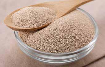 Yeast Essential for Bread Making