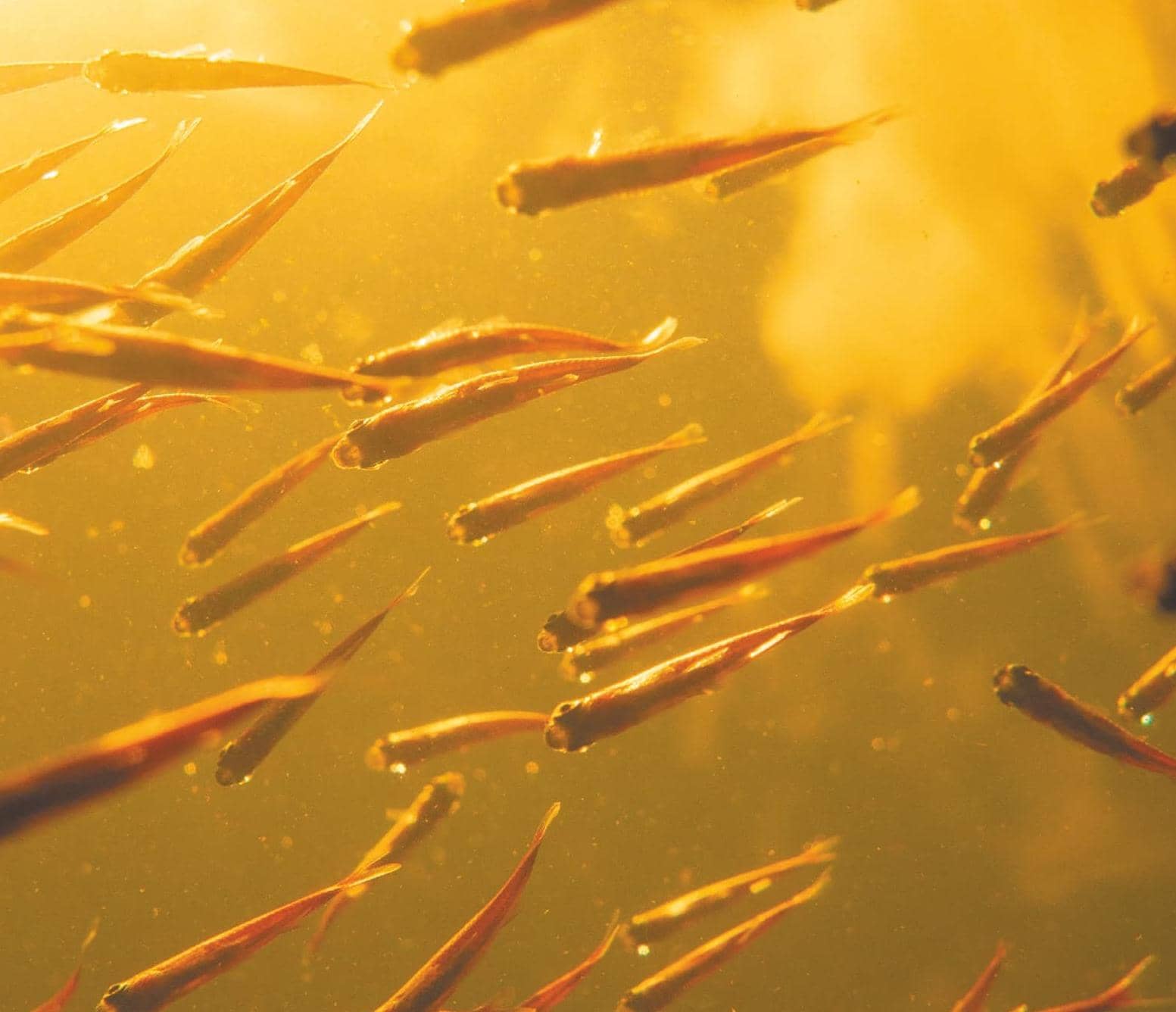 SAVING THE RAINFOREST, ONE PET FISH AT A TIME