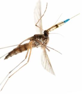 Malaria Vaccine Delivered Via Mosquito Bite