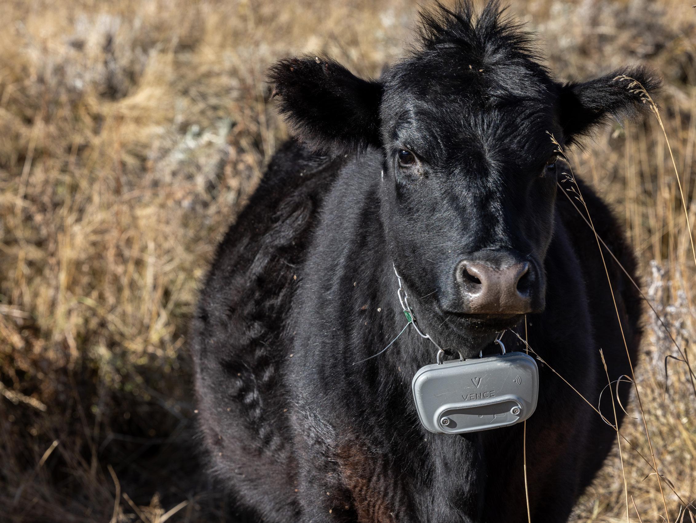 Virtual Fences on the Range