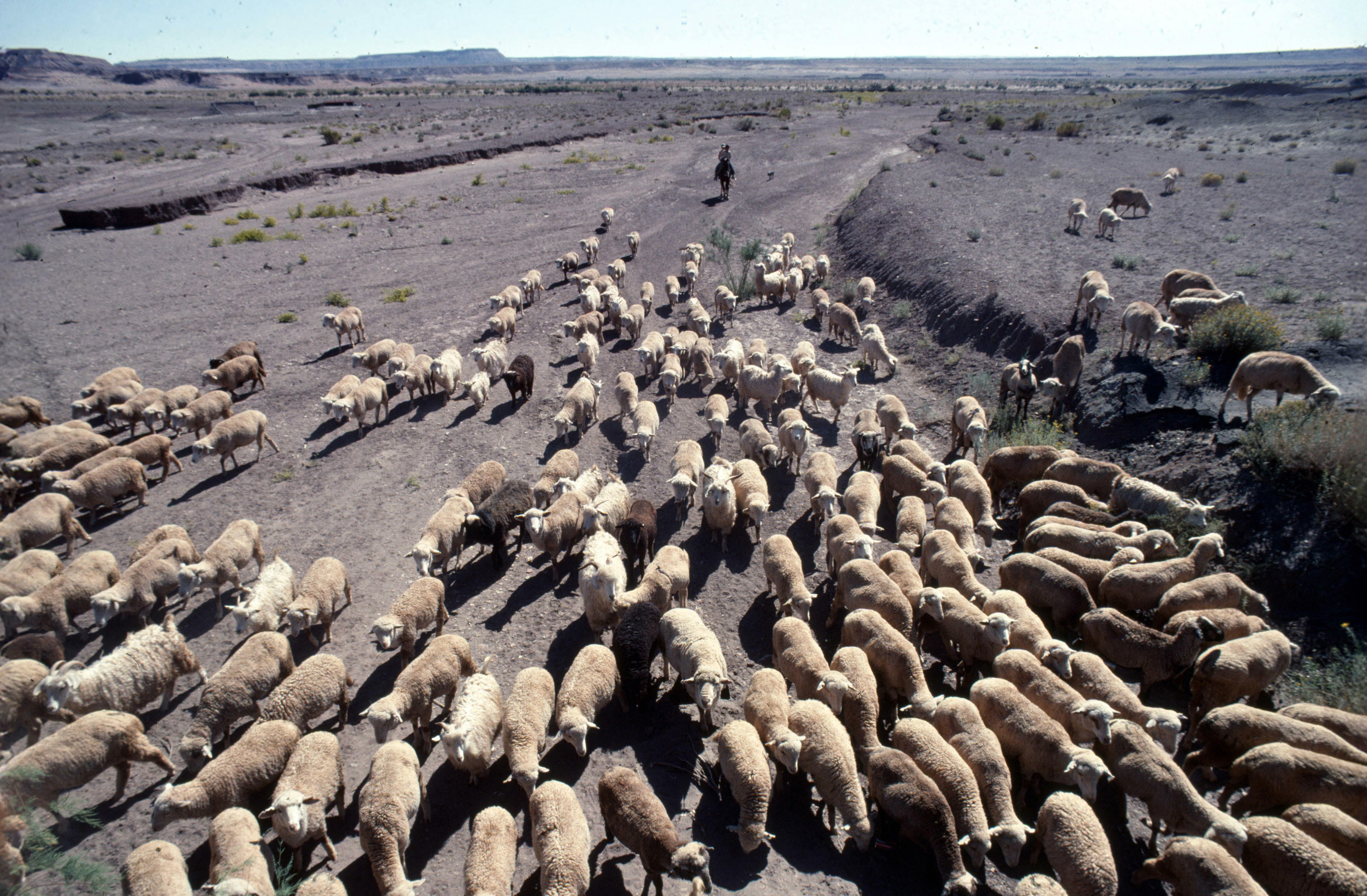 'WE CAN'T LET THESE SHEEP GO'