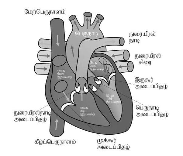இதய செயலிழப்பு நோய் (Heart Failure)