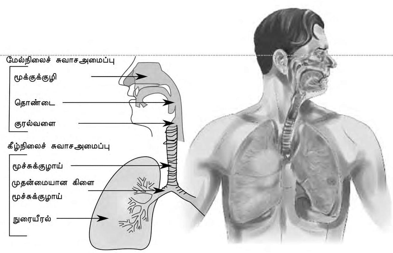 நுரையீரல் அழற்சி (PNEUMONIA)