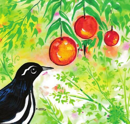 வரி வாலாட்டிக் குருவி (WHITE BROWED WAGTAIL)