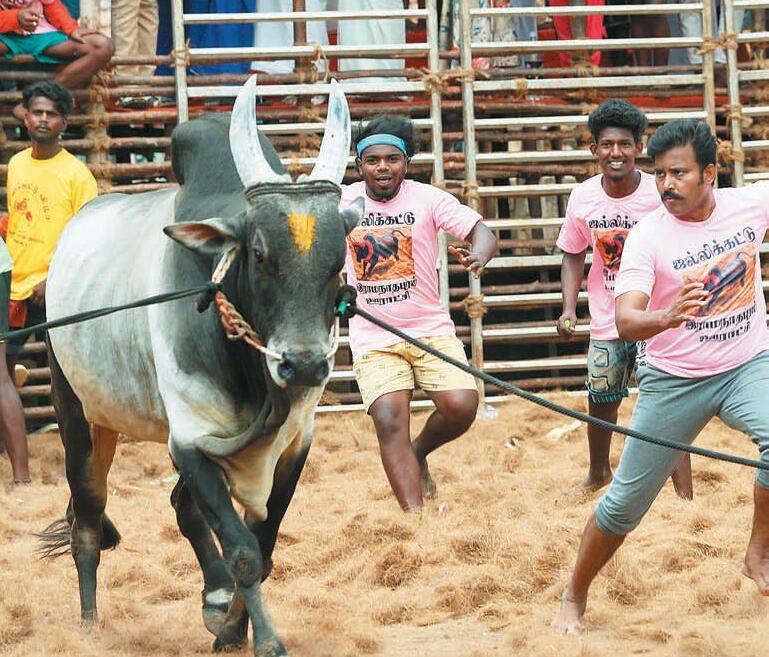 உறுமும் கருப்பு பல்சர்