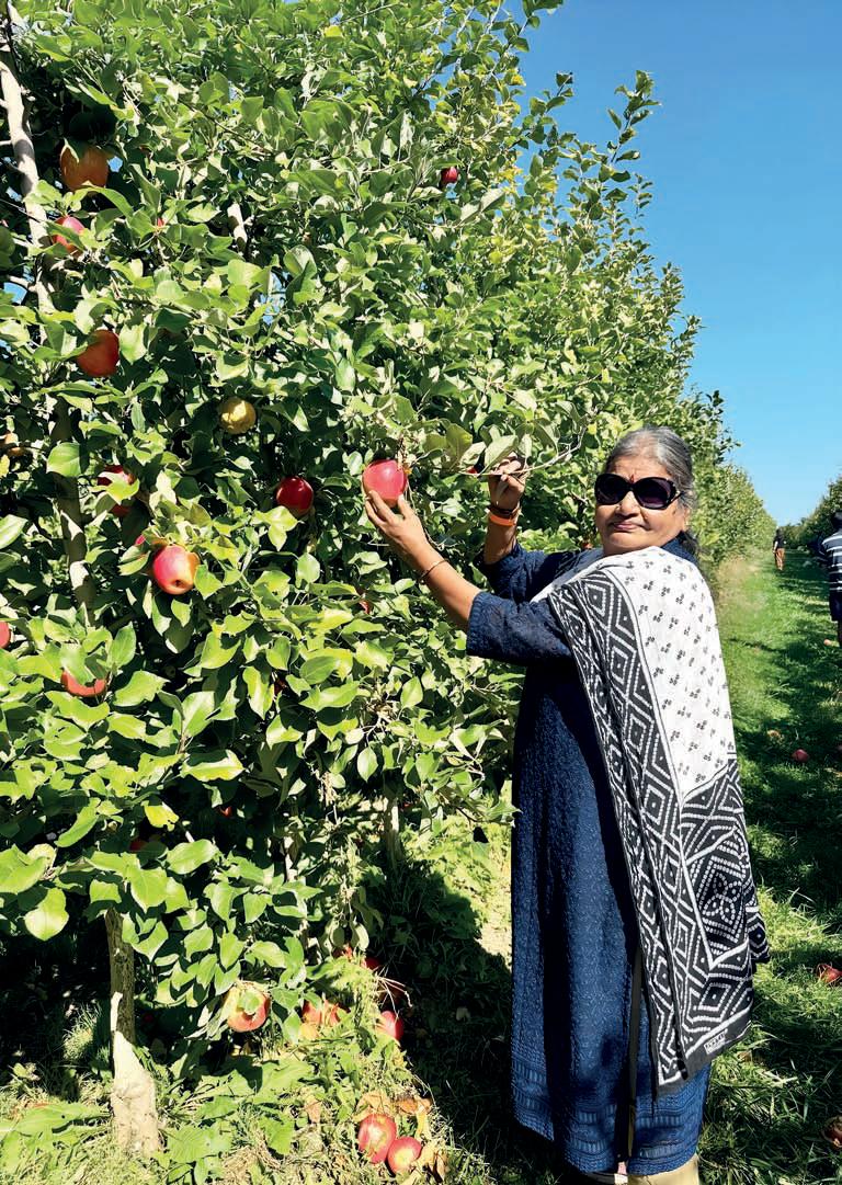 Apple Free!