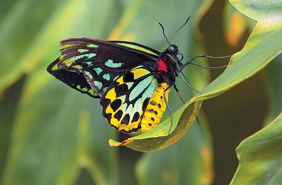 সবচেয়ে বড় প্রজাপতি