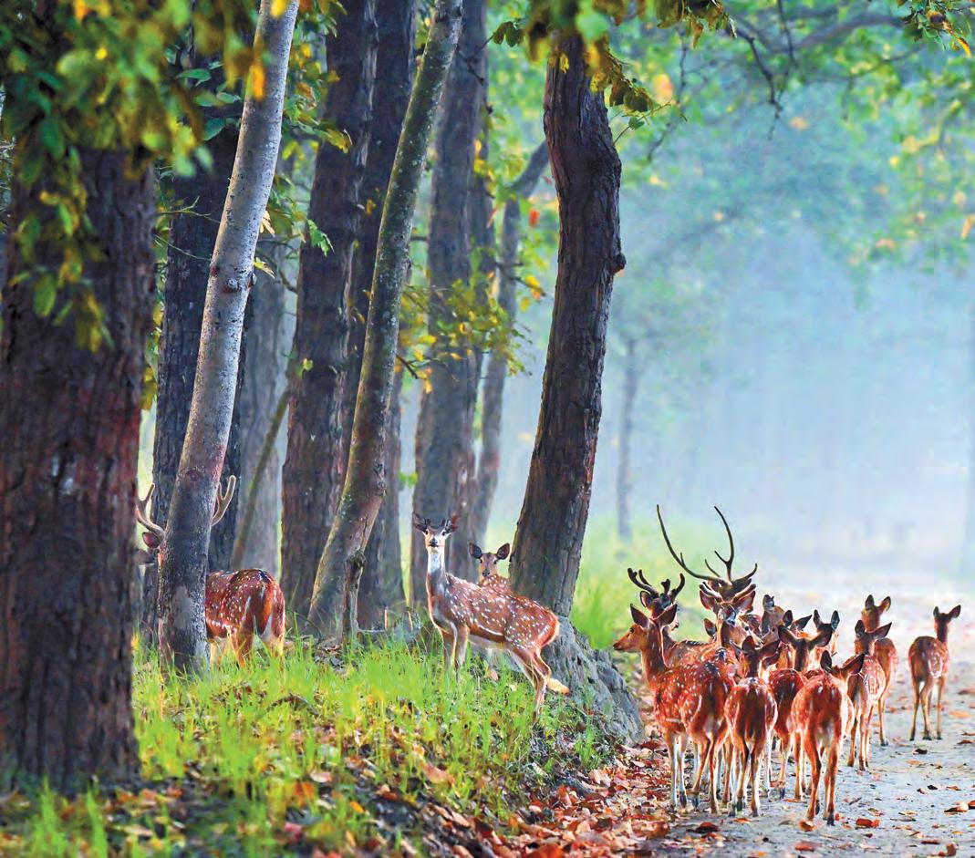 তরাইবনের বাঘ