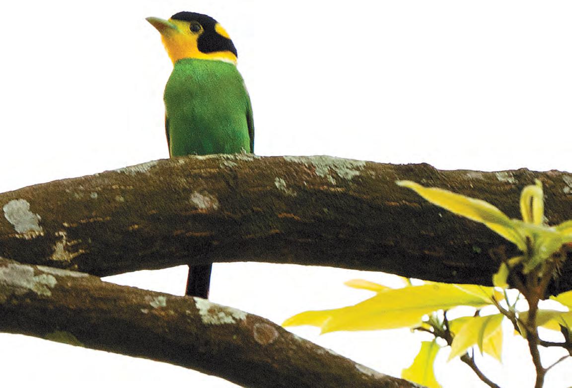 লং-টেইলড ব্রডবিল