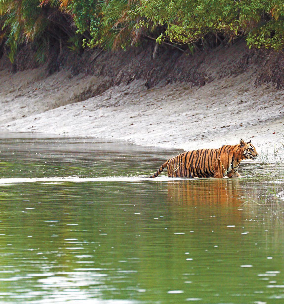সুন্দরবনে তিনদিন