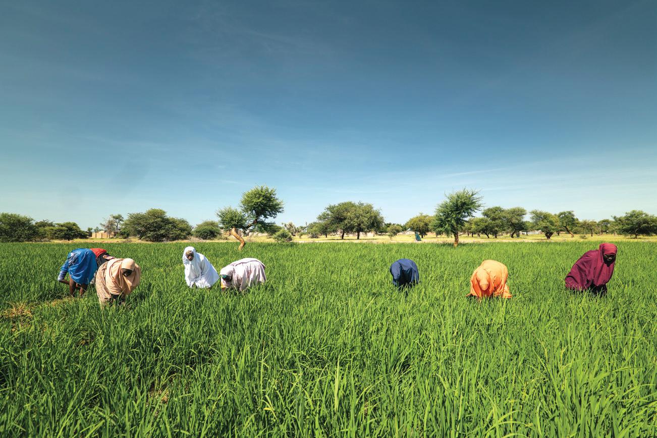 From Crisis To Solutions In Northern Nigeria: Rethinking Food Systems In Fragile Settings