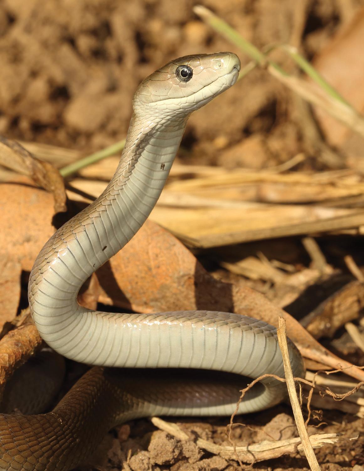 Reptile Radar