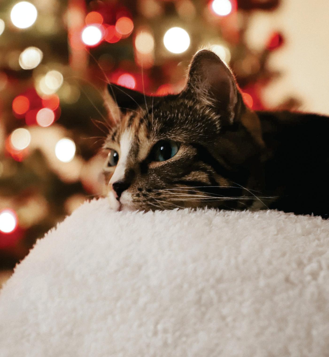 HAVE A Pet-Safe Holiday