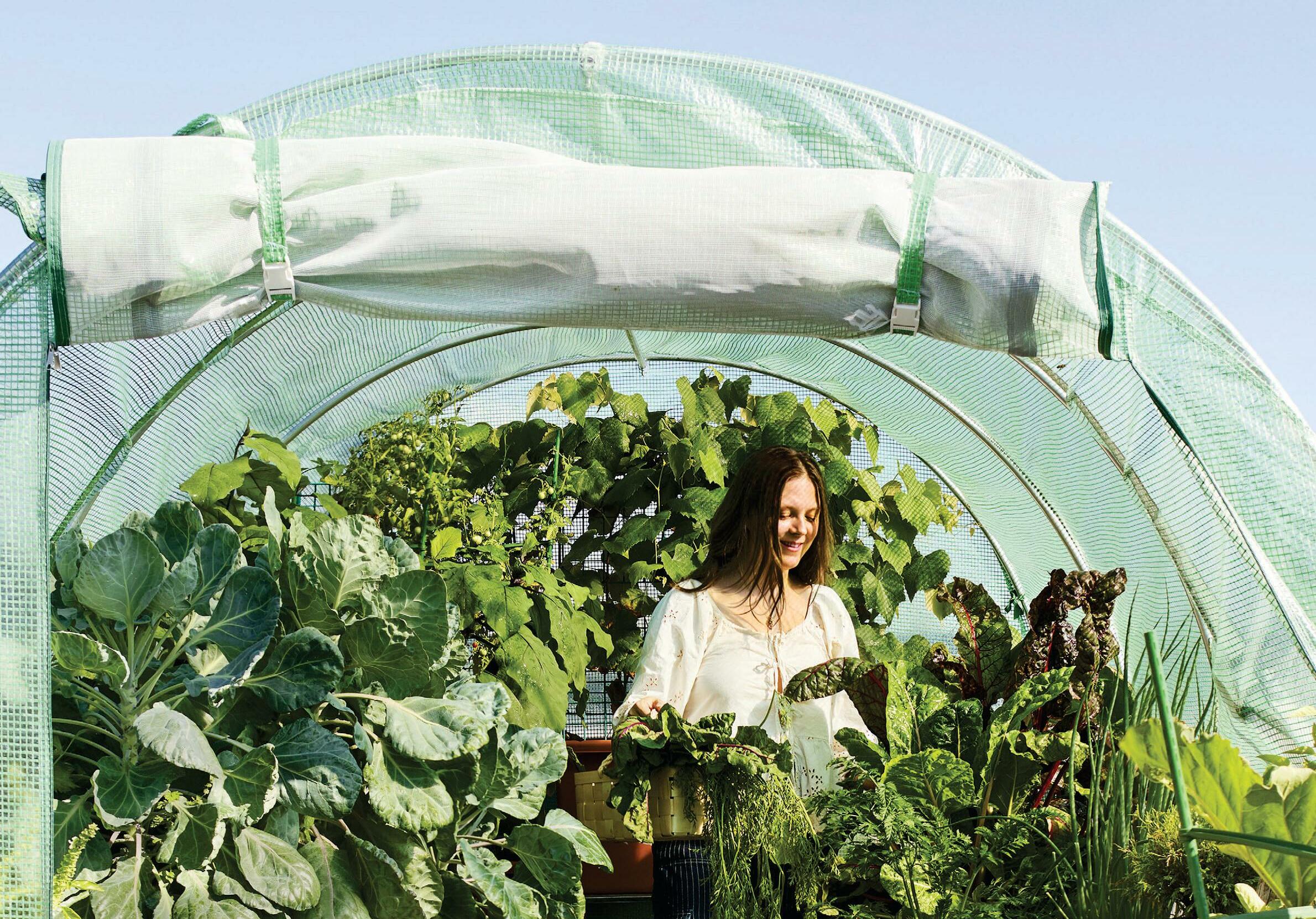 Getting Started With Greenhouse Gardening